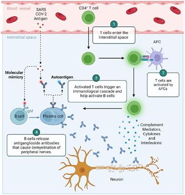 COVID-19: a modern trigger for Guillain-Barre syndrome, myasthenia gravis, and small fiber neuropathy